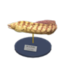 moray eel model