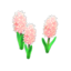 pink-hyacinth plant