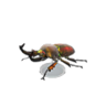 rainbow stag model