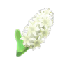 white hyacinths