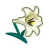 white lilies